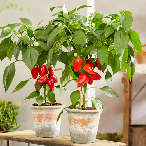 Paprika Pillar Sweet Red & Yellow - Sladká snacková