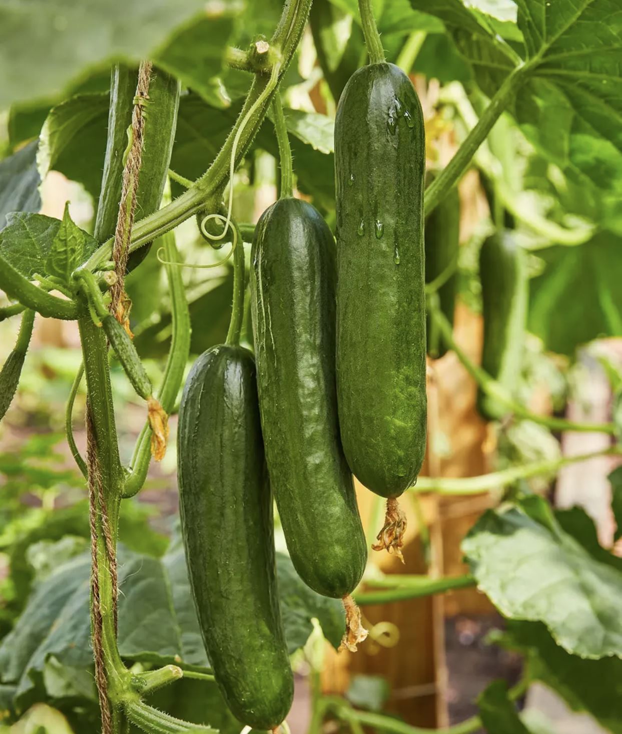 Okurka Merlin - Minihadovka