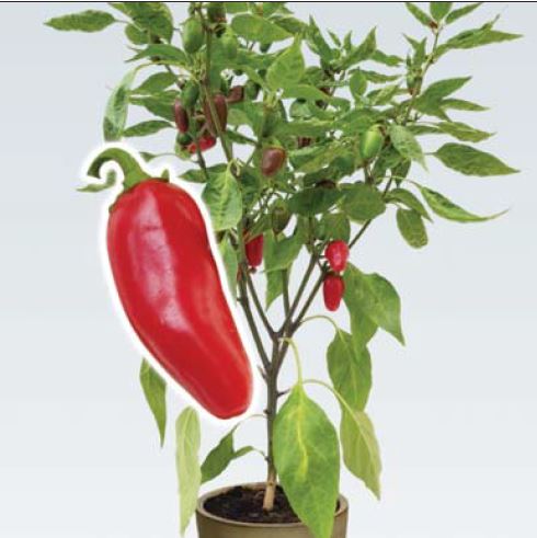 Paprika Touro - Pálivá