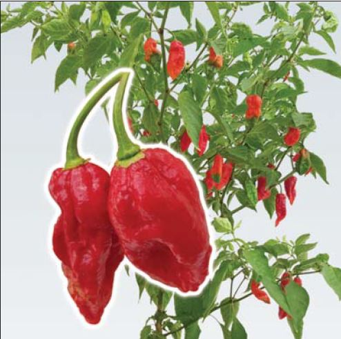 Paprika Dorset Naga Red - Pálivá