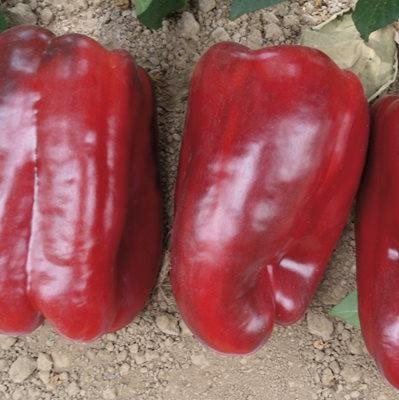 Paprika Calibello F1 - Sladká